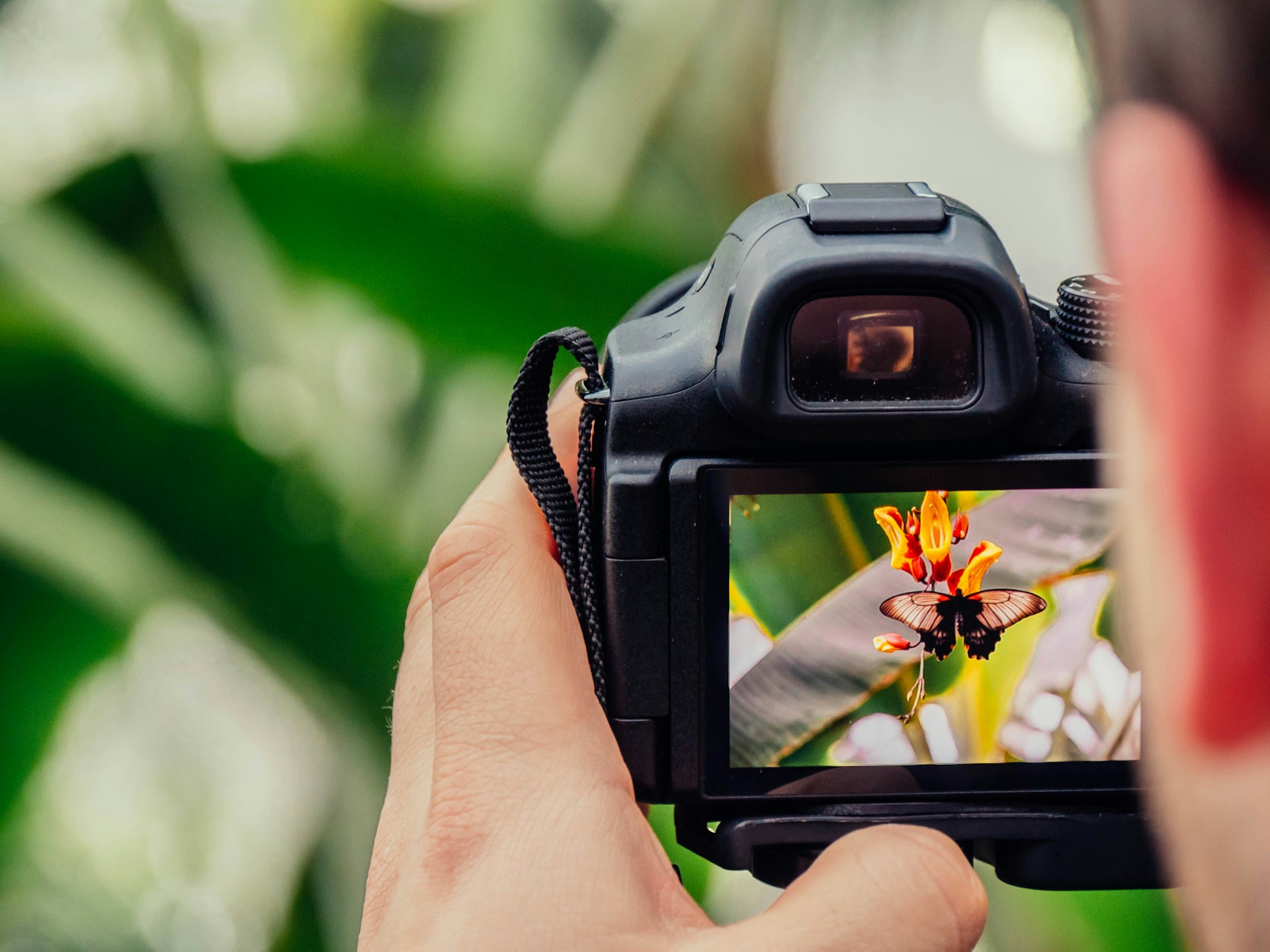 person photographing a butterfly