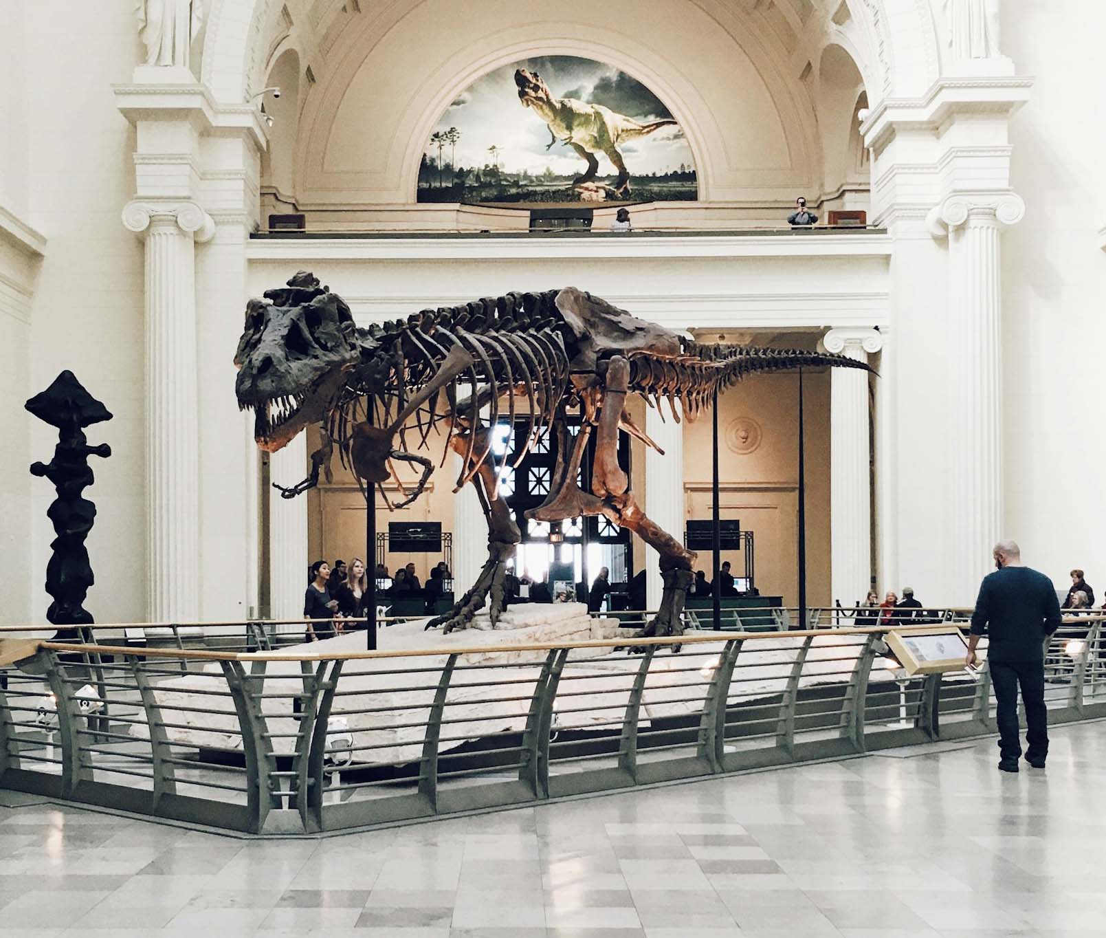 t-rex skeletal display