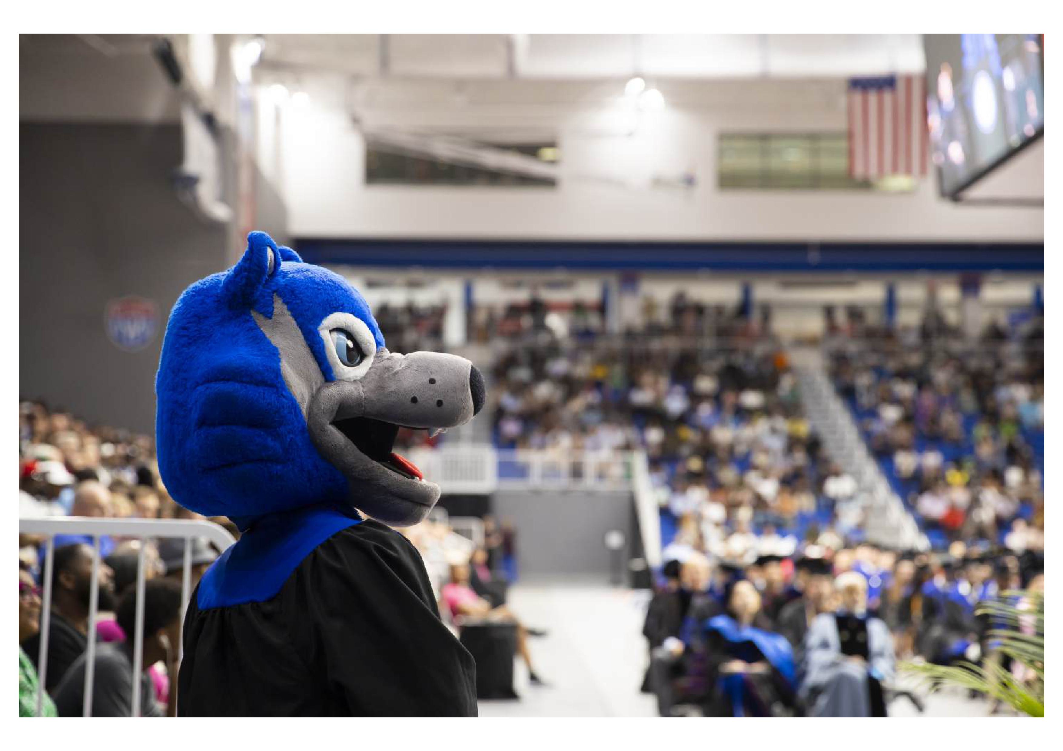 Wolfie at Graduation