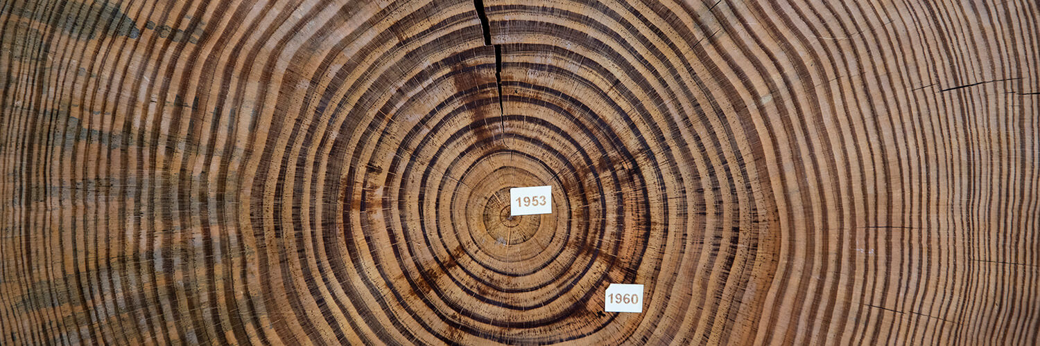 dated tree rings